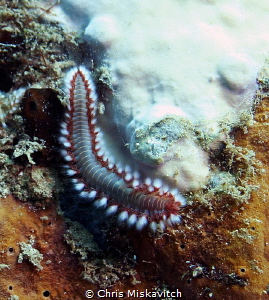 Fire Worm? by Chris Miskavitch 